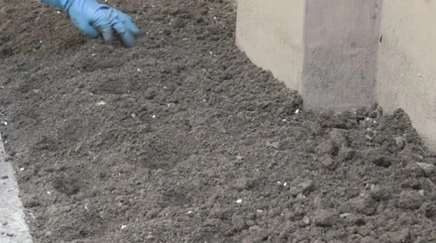 Spreading the ground over planted holes in the yard. Video stock 7740802