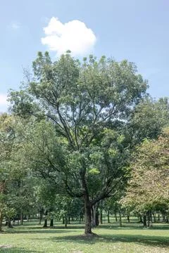 Spreading Large Tree Beneath a Clear Bright Blue Sky Stock Photos