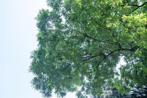 Spreading Leaf Canopy with Soft Underside Light Stock Photos