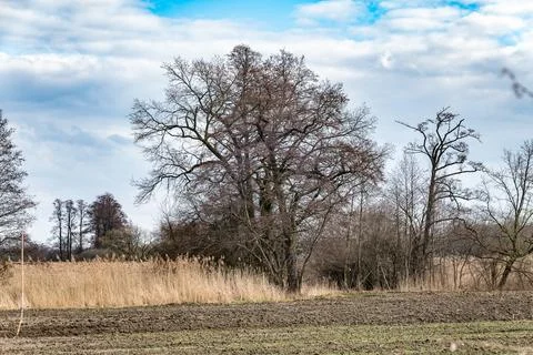 Spreading leafless tree on the edge of a field and dry reeds in early spring Stock-Fotos