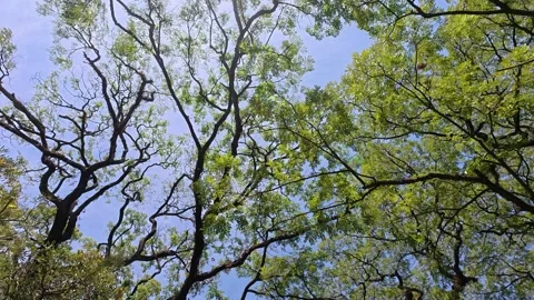 Spreading leafy tree canopy reaching across clear blue sky Stock Footage 342574666