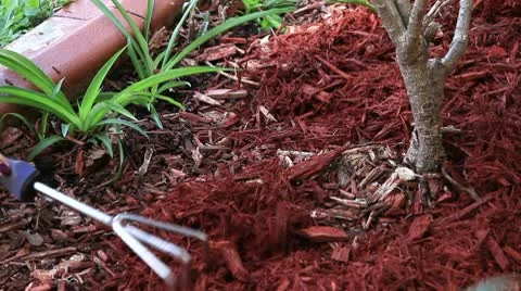 Spreading mulch in the garden Stock Footage 10735162