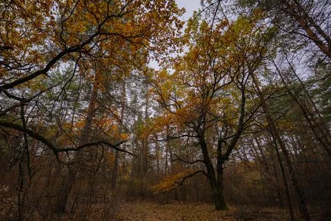 Spreading oak trees in the dense thicket of an autumn mixed forest Stock Photos