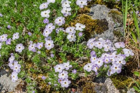 Spreading Phlox (Phlox diffusa) Stock Photos