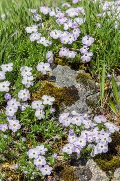 Spreading Phlox (Phlox diffusa) Stock Photos