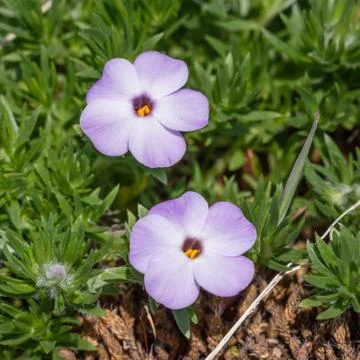 Spreading Phlox (Phlox diffusa) Stock Photos
