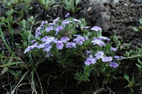 Spreading Phlox  (Polemonium diffusa). Iron Mountain, Oregon Stock Photos
