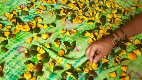 Spreading Raw Mango Pieces on Cloth for Drying Before Pickle Preparation Video stock 337628348