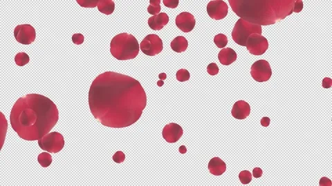 Spreading red petals full screen on transparent background 動画素材 321008475