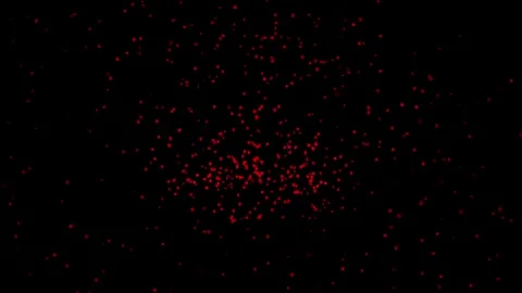 Spreading red rose petals with black background Stock Footage 289214842