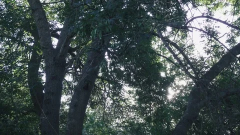 Spreading tree and rays of the sun through branches Stock Footage 91245485