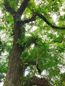 Spreading tree branches and green canopy with branches landscape environment Stock Photos