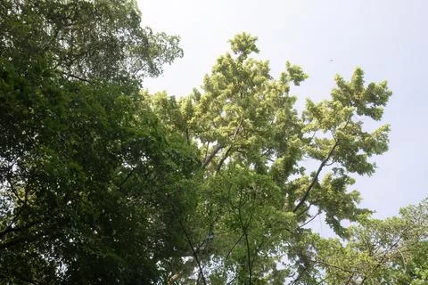 Spreading Tree Crown Above Clear Tropical Sky Stock Photos