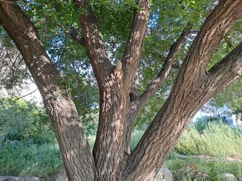 Spreading tree Stock Photos