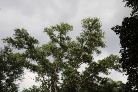 Spreading Tree Top Under Clouded Atmosphere. Stock Photos