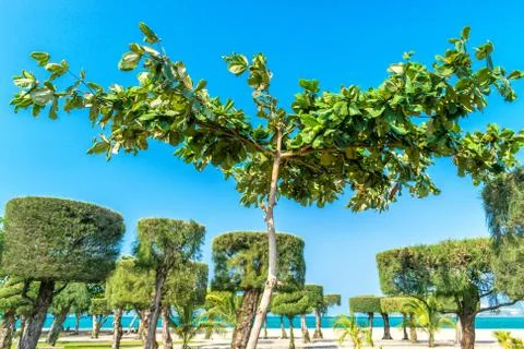 Spreading tree with trimmed trees on background with clear sky Stock Photos