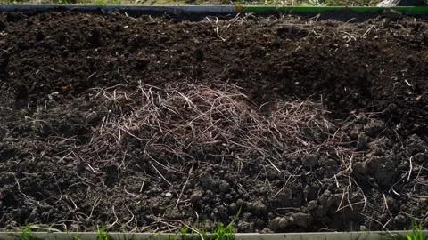 Spreading vermicompost evenly over garden bed soil close-up Video stock 342736115