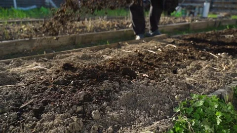 Spreading vermicompost over a garden bed. Slow motion of organic fertilizer Stock Footage 342913043