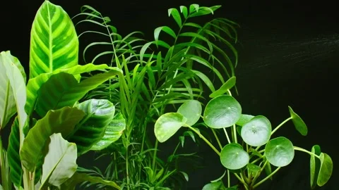 Spreading water on leaves Stock Footage 300386076