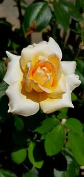 Spreading white rose Stock Photos