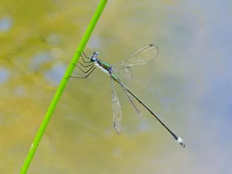 Spreadwing damselfly perched 스톡 사진