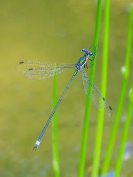 Spreadwing damselfly perched 스톡 사진