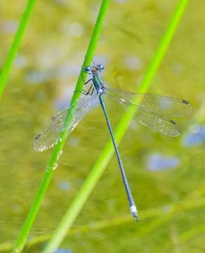 Spreadwing damselfly perched Photos