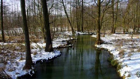 Spreeforest in cold winter, Brandenburg Stock Footage 159659951