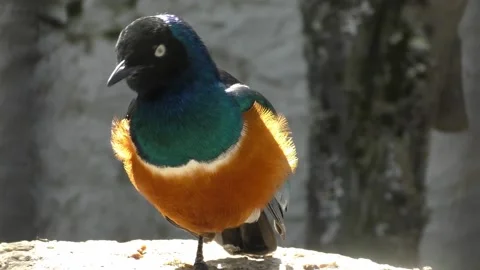 Spreo Starling Bird Stock Footage 229763311