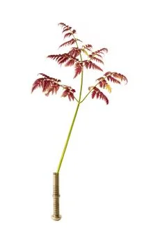 Sprig and bolt Stock Photos