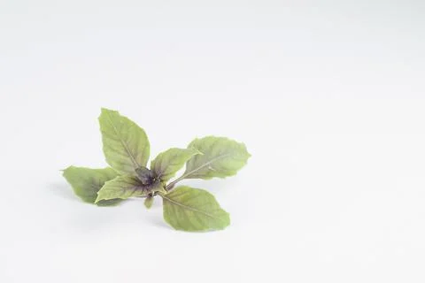 Sprig of basil on a light background, copy space Stock Photos