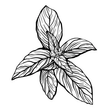 A sprig of Basil . sprig of Basil Stock Illustration