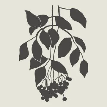 Sprig with berries Stock Illustration