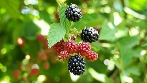 Sprig with blackberries. Video stock 101726003