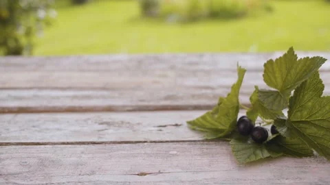 Sprig of blackberries Stock Footage 137795724