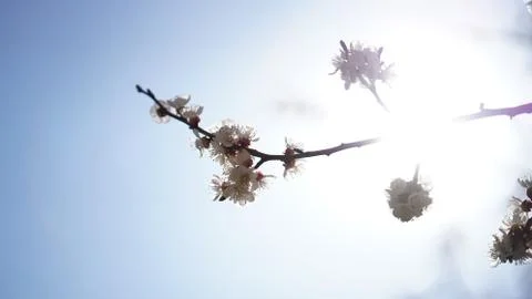 Sprig of blooming cherry against the background of bright dazzling sun in spr 写真素材