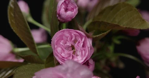 Sprig Blooming Sakura on a Black Background. Macro Shot Time Lapse Stock Footage 74232454