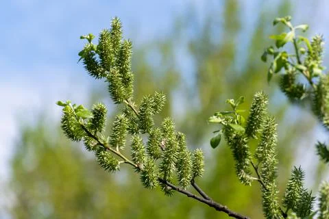 The sprig of a blooming willow large Stock Photos