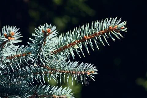 Sprig of blue spruce Stock Photos