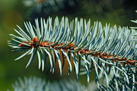 Sprig of blue spruce Stock Photos