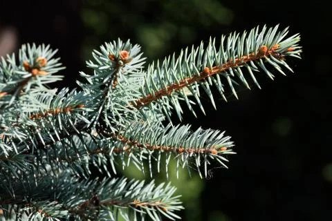 Sprig of blue spruce Stock Photos