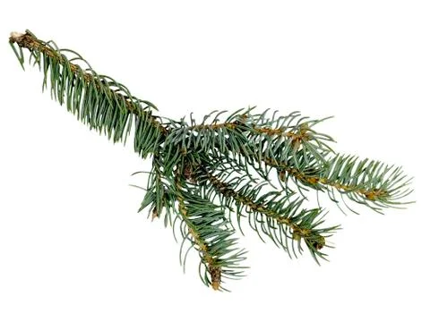 Sprig of blue spruce on white background, selective focus Stock Photos