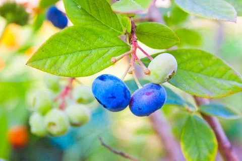 Sprig of blueberries Foto stock