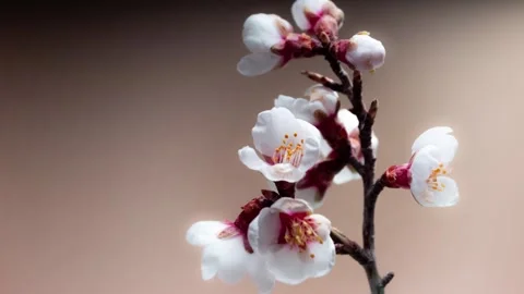 A sprig with buds of an apricot tree opens up against a delicate beige Stock Footage 258328276