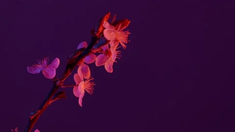 A sprig of cherry blossoms Stock Footage 175235520