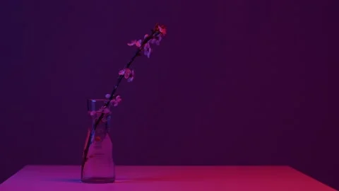 A sprig of cherry blossoms Stock Footage 175235878