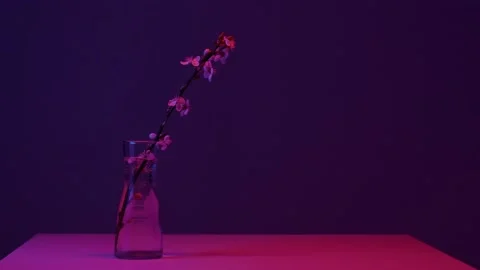 A sprig of cherry blossoms 動画素材 175236033