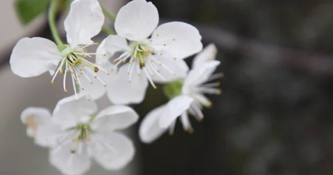 A sprig of cherry flowers, close-up Video stock 133745360