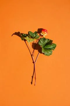 A sprig of cloudberry berries Stock Photos