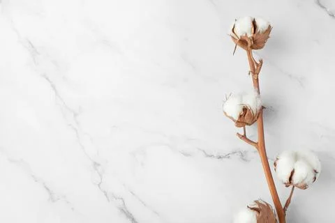 Sprig of cotton on a gray background Stock Photos